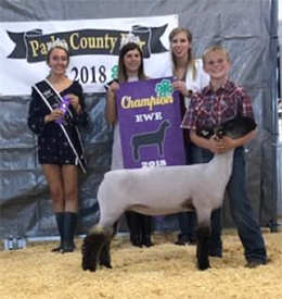 Edge Club Lambs Winners