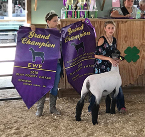Edge CLub Lambs Winners
