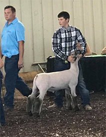 Edge Club Lambs Winners