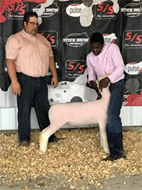 Edge Club Lambs Winners