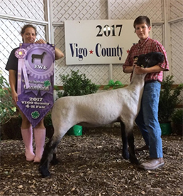 Edge Club Lambs Winners