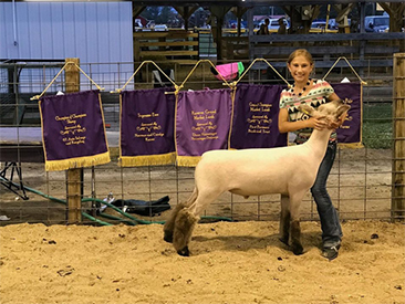 Edge Club Lambs Winners
