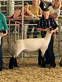 Edge Club Lambs Winners