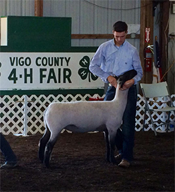 Edge Club Lambs Winners