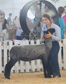 Edge Club Lambs Winners