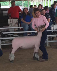 Edge Club Lambs Winners