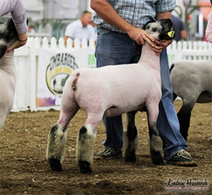 Edge Club Lambs Winners
