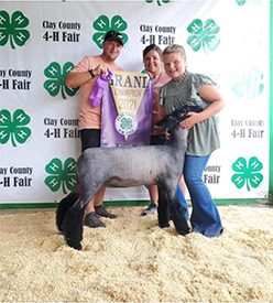 Edge Club Lambs Winners