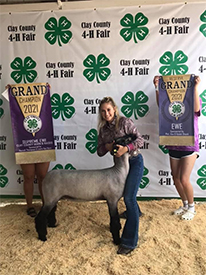 Edge Club Lambs Winners
